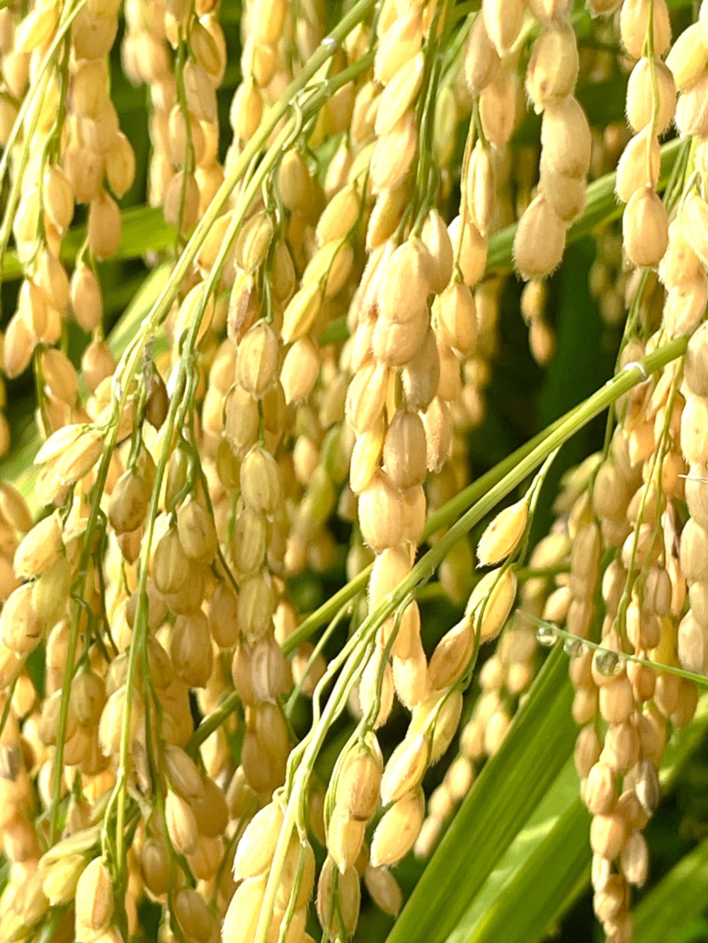 令和7年度産 新米 伊賀米コシヒカリ 精米したてをお届け｜米・穀類の