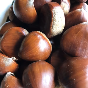 栗の季節到来！    秋の味覚を召し上がれ