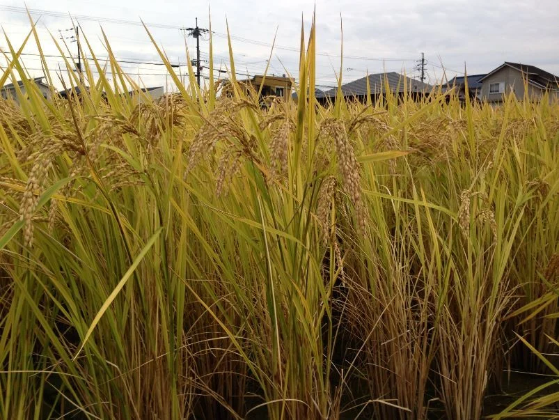 令和5年度産 自然栽培米「にこまる」白米｜米・穀類の商品詳細