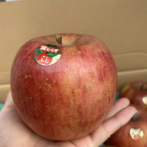 青森県産【葉取らずサンふじ】12玉