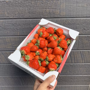 【訳あり玉手箱！】高級希少品種！糖蜜使用のこだわり苺！【約1kg〜】