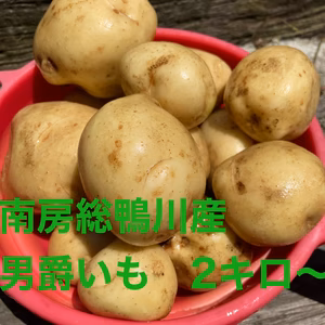 南房総鴨川産 新じゃが 男爵いも 2kg〜
