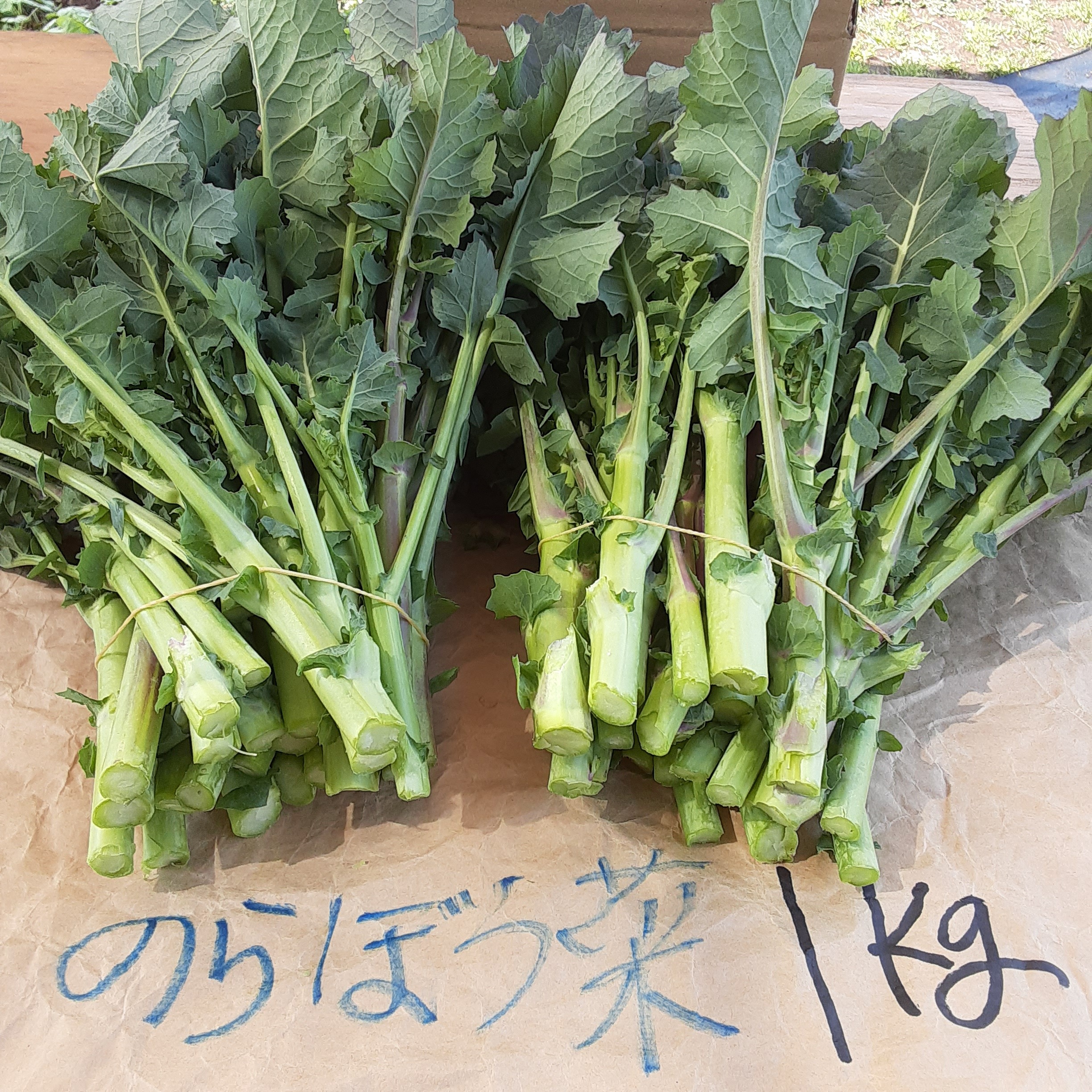 たっぷり野菜 コンパクトボックス採れたて野菜詰め合わせ 採れたて野菜