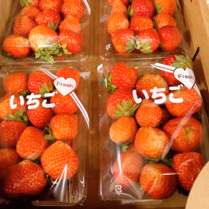 朝採れ当日発送！訳アリMサイズ！４パック！合計１キロ以上！夏秋いちご　すずあかね