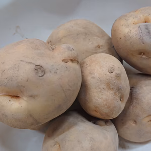 【訳あり】北海道産じゃがいも