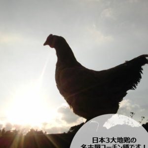 卵黄トロ～リ！濃厚自慢の名古屋コーチンのたまご45個入り（シェア用パック付）!!