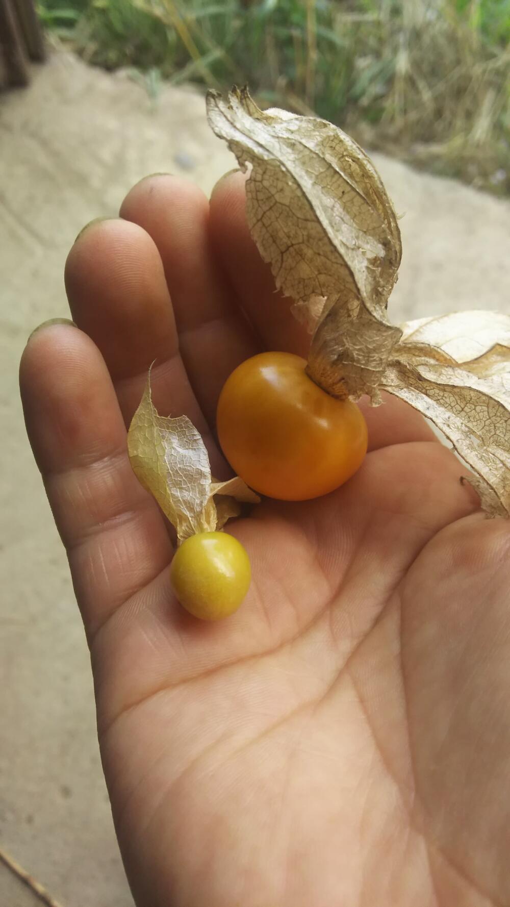 食用ホオズキ 食べ比べセット やさいやねこのて 農家漁師直送のポケットマルシェ