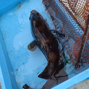 さばいてお届け！活〆天然クエ！4.6キロ！