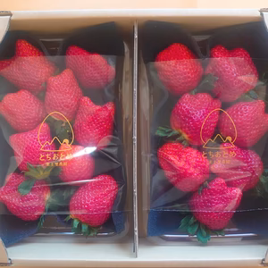【美土里農園】 朝採れ完熟とちおとめ不揃い 　1箱（270ｇ×2パック入）