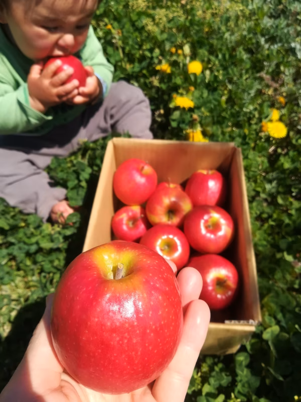 【ピンクレディー™】 完熟極小玉りんご(丸かじりに最適♪)