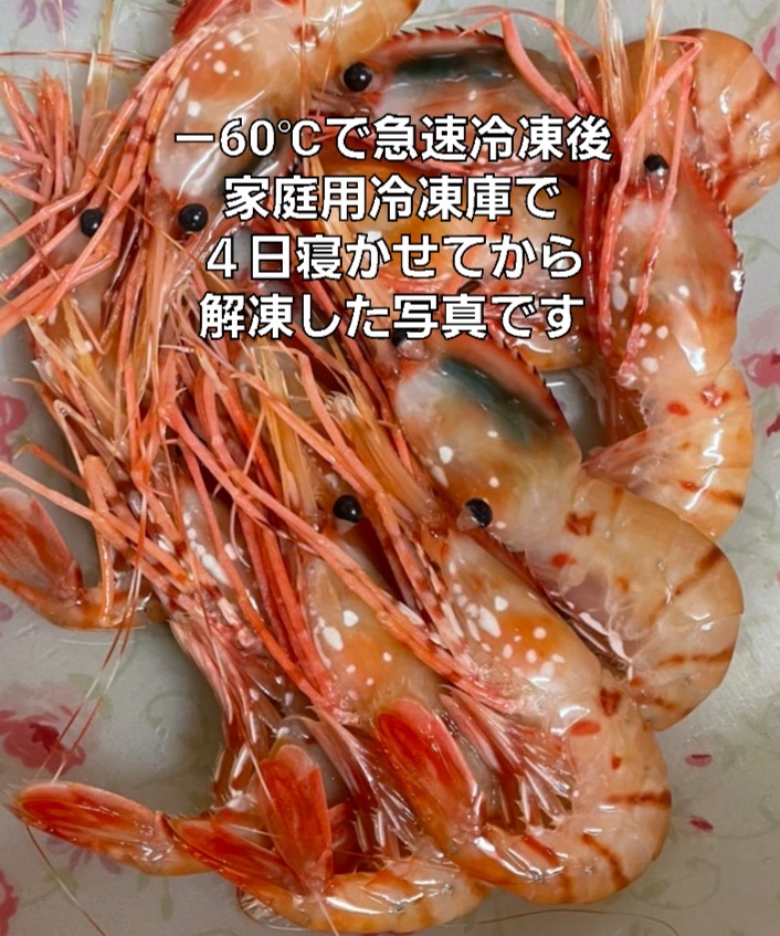 熊本天草産 車海老詰め合わせ （約5〜10尾前後）300g セット 海鮮 車エビ 車えび クルマエビ えび 刺身 塩焼き フライ 天ぷら 生きたまま 活き お取り寄せ 特産 名産 水揚げ 直送 高級 地域限定 ご当地グルメ お取り寄せグルメ