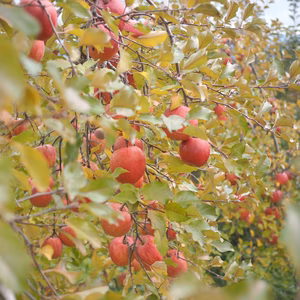 冬の王様「ふじ」りんご/特別栽培/ネオニコ不使用