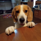 ぽんこつあーちゃん