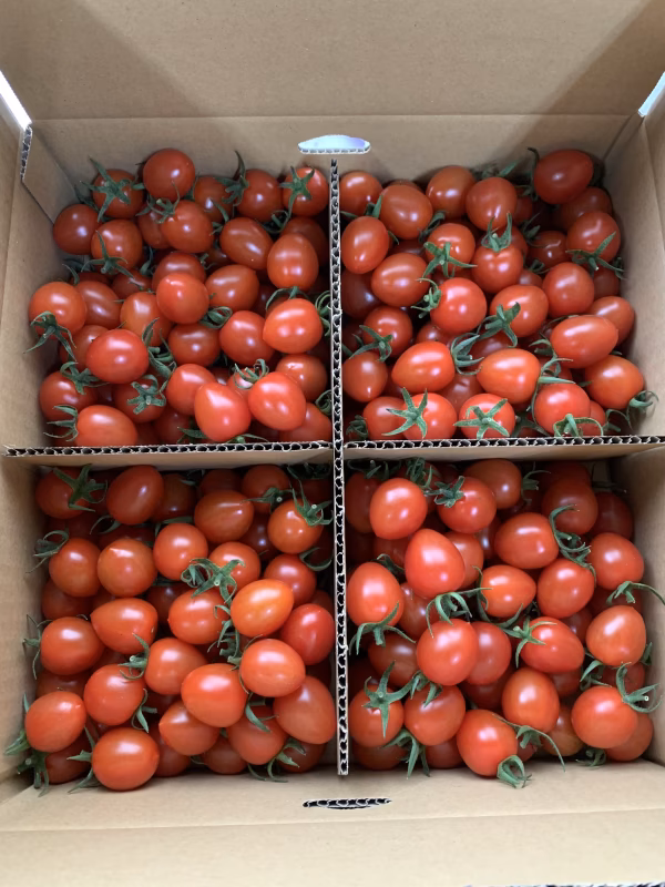 『アイコ3kg箱』2023年バージョン♪寒さに負けない‼︎【ピカピカ・アイコ】