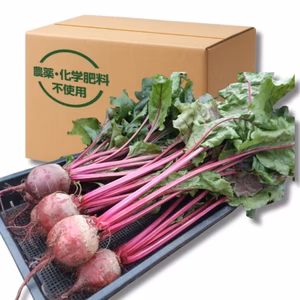 『高糖度ビーツ（葉付き）2kg』 南房総市産 発送当日に収穫!