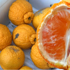 【訳あり甘熟デコ】お値打ち！最高糖度18度！樹上完熟の濃厚な甘み！極上不知火！