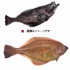 【知床羅臼直送】2種のカレイ 食べ比べセット アカガレイ ギンガレイ
