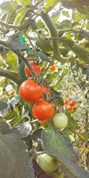 【夏野菜が最盛期】無農薬無化学肥料　朝採り！信州伊那谷★旬の野菜セット