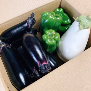 <3種類の野菜セット！>まっつん農園の露地ナスと白ナス、ピーマンのセット！
