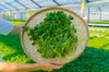 水耕栽培「おいしいクレソン」10袋※5月末終売