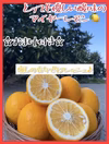 【希少】樹熟マイヤーレモン 減農薬 使い道色々☆皮まで使えます☆