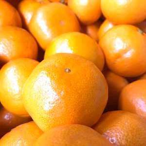 甘い！！三浦半島が育んだ温州みかん