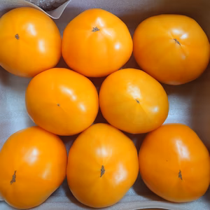 【黄色の大玉トマト】桃太郎ゴールドでトマト生活を送りましょう♪