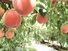【お試し】温室桃はなよめ計1.2kg(4〜6玉入り)