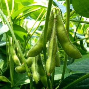 新鮮枝豆(2Kg) 焼いても茹でても！！ 甘くておいしい♬ 岡山枝豆 ⑧