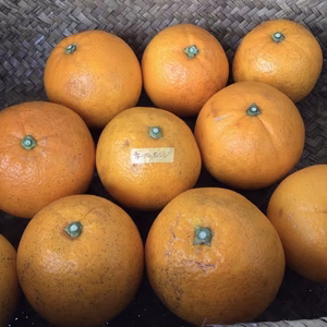 【農薬不使用】訳ありネーブルオレンジ