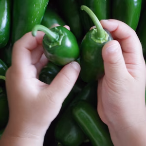 【淡路島産】ハラペーニョ唐辛子！無農薬・植物性資材のみ