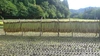 令和2年度産もち米「特別栽培米」ヒメノモチ　伝統のはせ掛け乾燥!