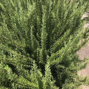 ローズマリー　フレッシュ　農薬不使用　