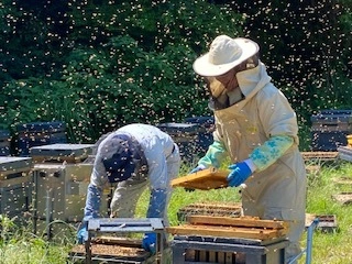 和歌山産【5月新蜜】百花はちみつ 500g 養蜂家こだわり