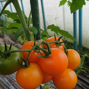 無農薬・無化学肥料栽培の✨希少なフルーツトマト✨食べ比べセット‼️