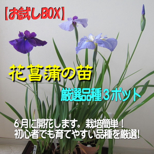 【お試しBOX】６月に咲く花菖蒲の苗　厳選３ポット(期間限定)