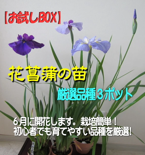 【お試しBOX】６月に咲く花菖蒲の苗　厳選３ポット(期間限定)
