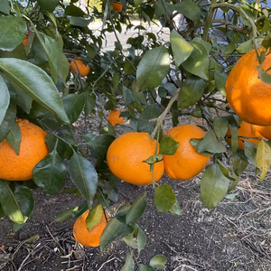  美味しいはるみ食べたことありますか？　訳あり品 約4.5kg  