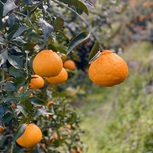 広島柑橘の本場「大長」のしらぬい4kg