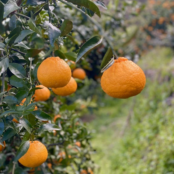 広島柑橘の本場「大長」のしらぬい4kg