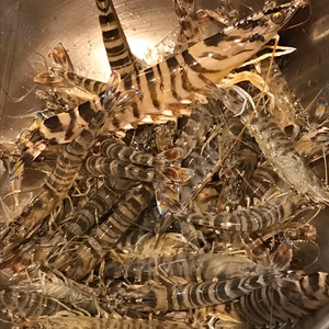 季節限定！！天然車海老(サイマキエビ)