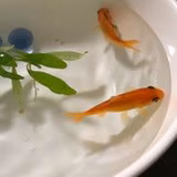 いしばし ゆみこ