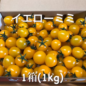 「約1ヶ月しか食べる事のできない！！」平田農園のミニトマト(イエローミミ)