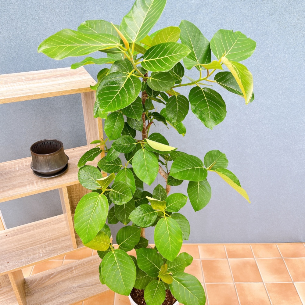 在庫販売】 フィカス ゴムの木 グランディス ブラウン 曲がり