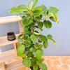 【在庫販売】　フィカス　ゴムの木　グランディス　ブラウン　曲がり　フィカスグラ
