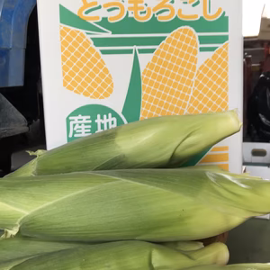 【甘い！北海道の白いとうもろこし】農薬無使用！朝もぎお届け！8本・10本