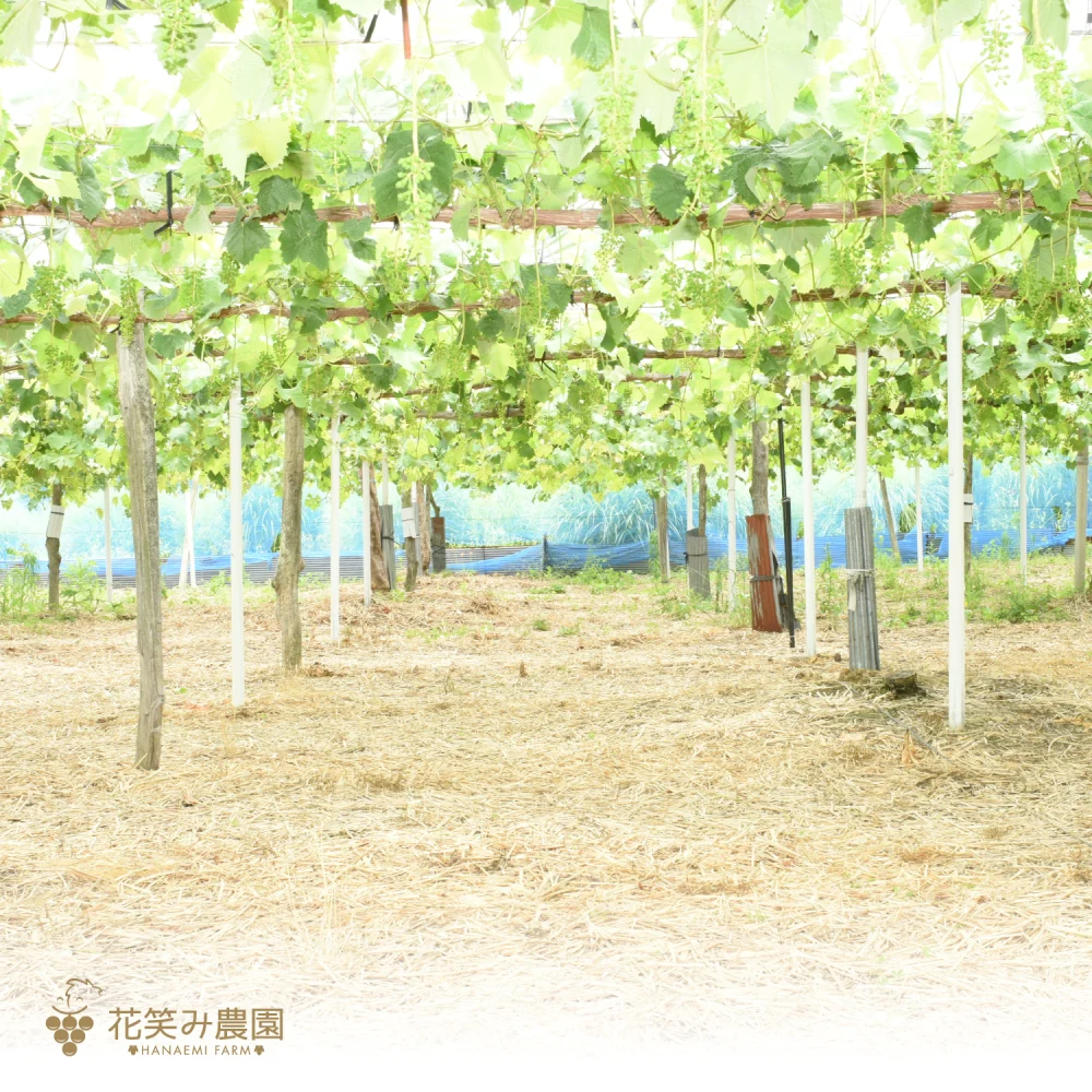 P-1 花笑み農園　岡山の『ニューピオーネ』約１kg（2房）9/6～発送