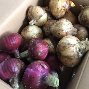 早生玉ねぎと愛知赤たまねぎの2色のタマネギセット