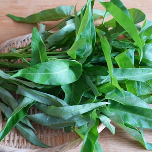 豊作御礼！空芯菜【農薬・化学肥料・除草剤不使用栽培】