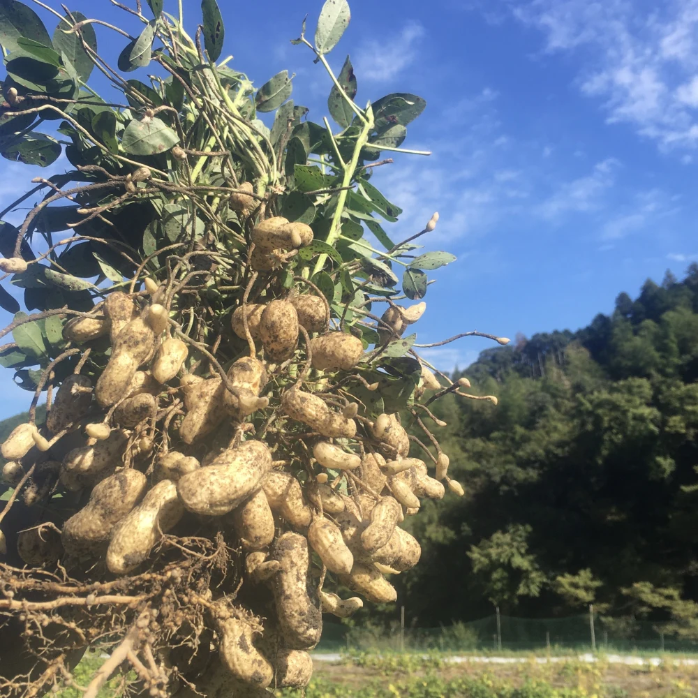 生落花生 無農薬無肥料栽培 おおまさり チルドゆうパック発送｜米